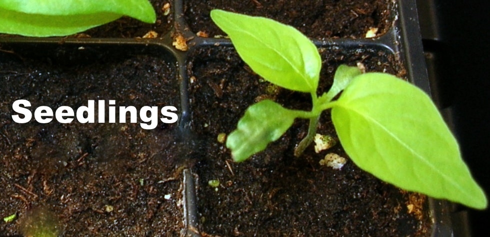 Seedlings