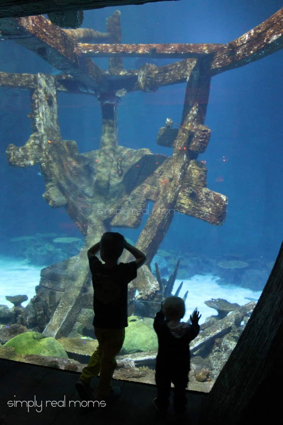 Shark Reef Shipwreck