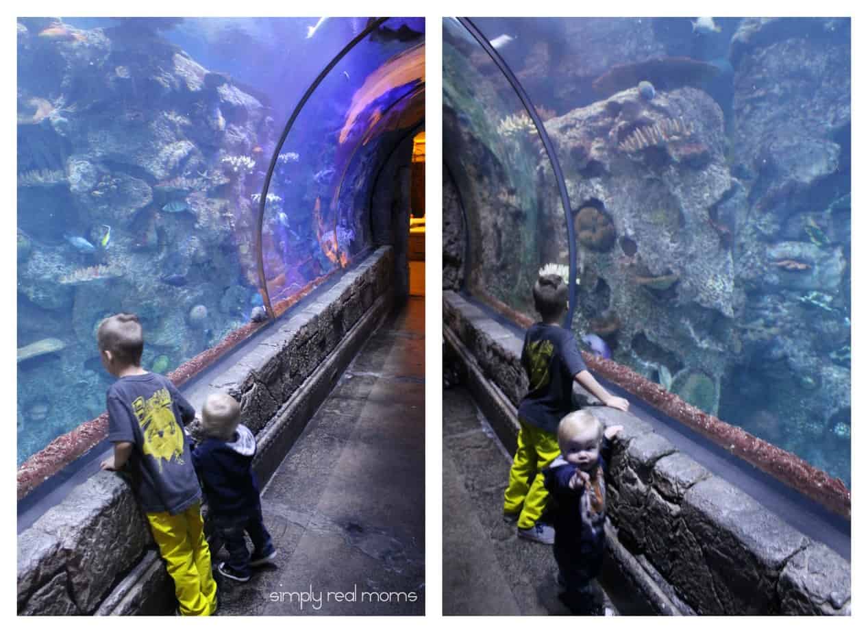 Shark Reef Tunnel