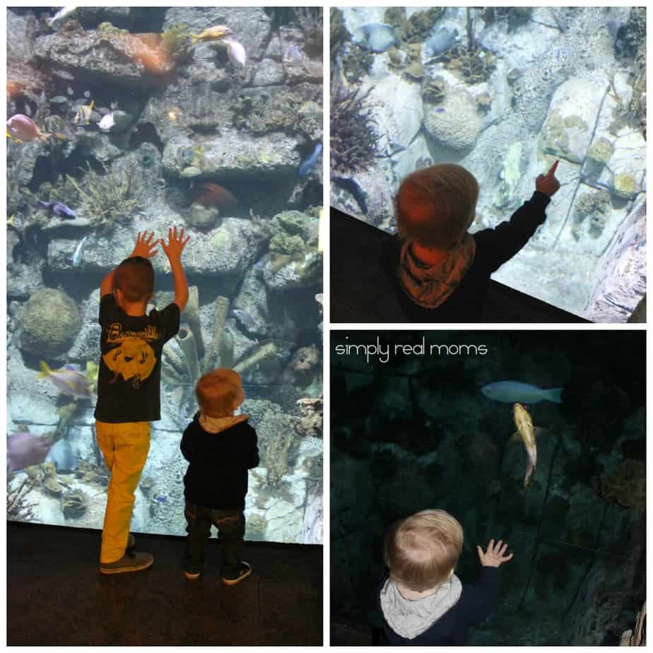 Shark Reef at Mandalay Bay
