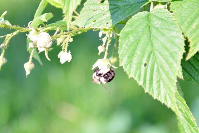 No bees no food. Click here for a list of ways bees help us and how we can help the bees.