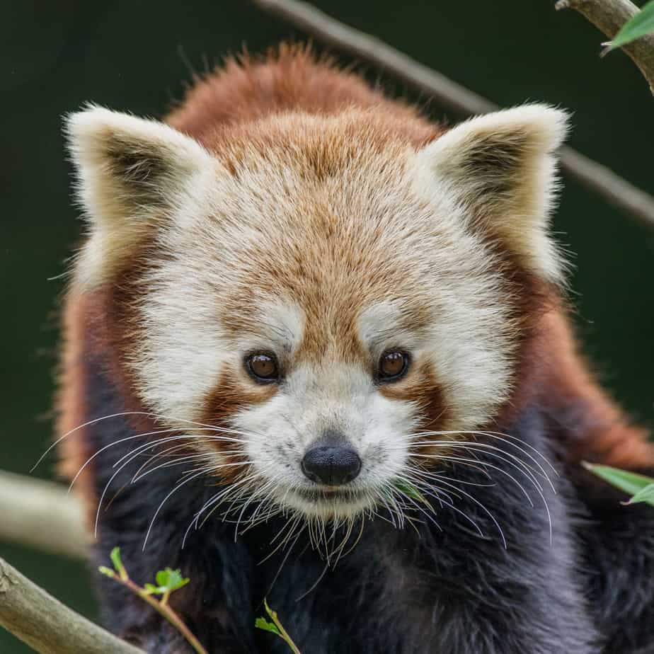 Sequoia-Park-Zoo-Critters-14-e1380658143568-1024x1024