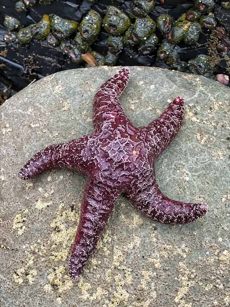 agate beach