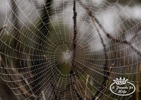 Dewy spider web - seeing God in the small things
