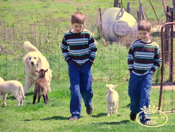 Two boys and lambs