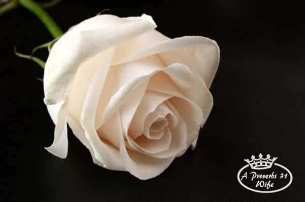 white rose on black