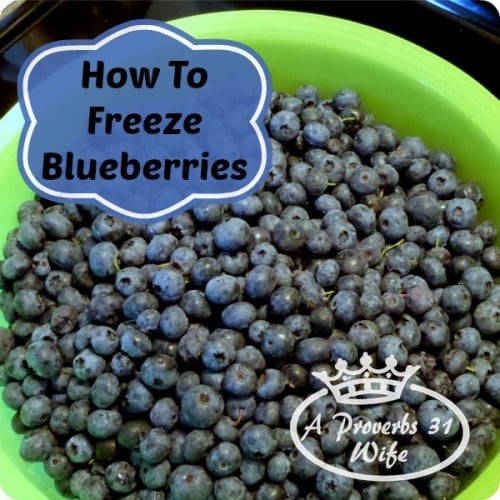 Freezing blueberries for the winter.