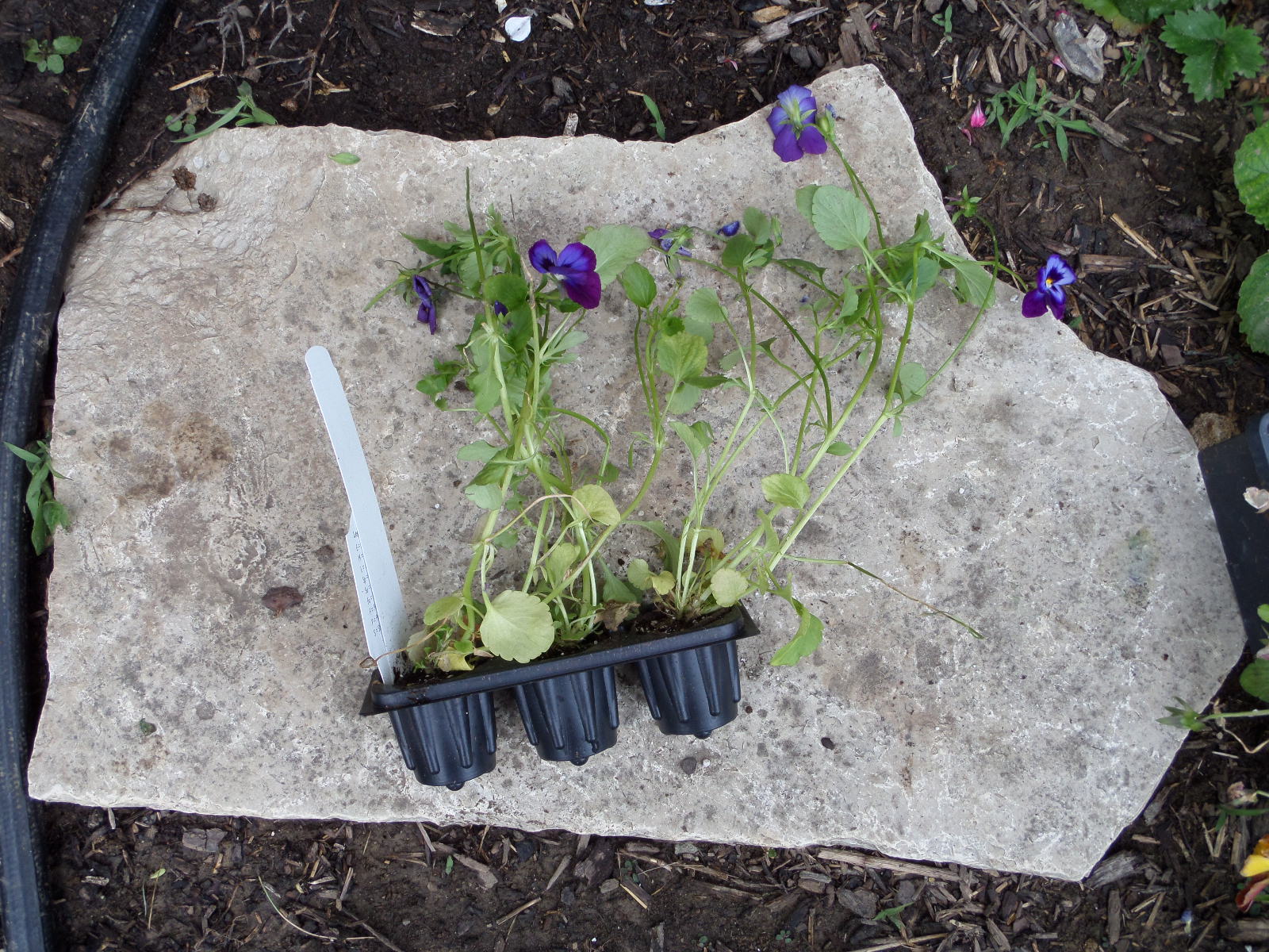 Ruined Tea Kettle turned into Garden Planter