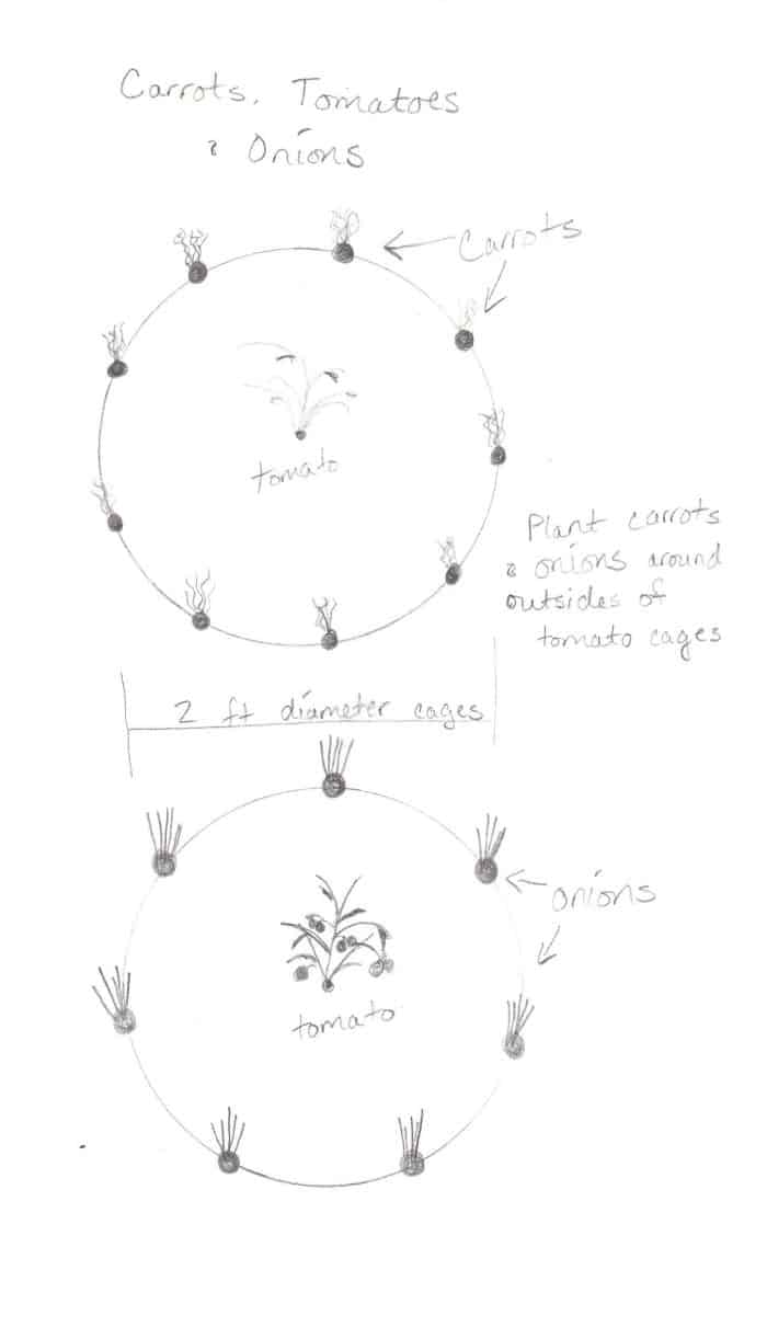 Companion gardening and growing the 3 sisters.