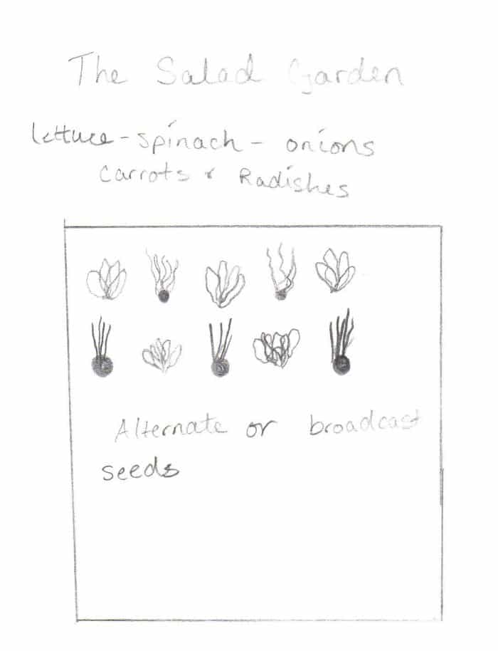 Companion gardening and growing the 3 sisters. Salad garden diagram