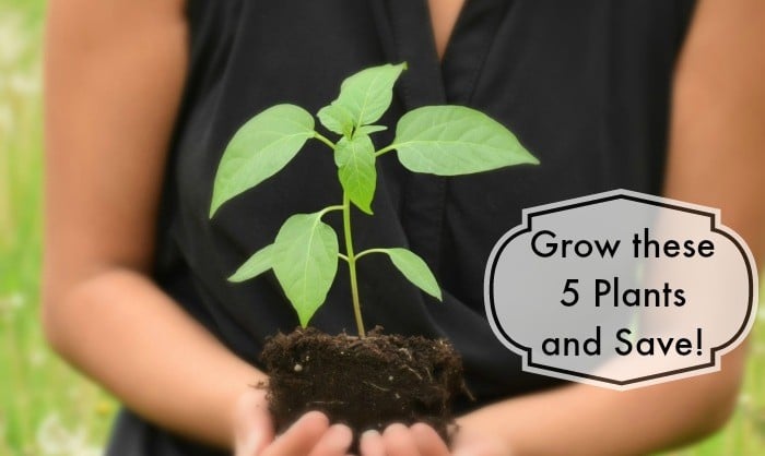 {save-money-gardening}_008