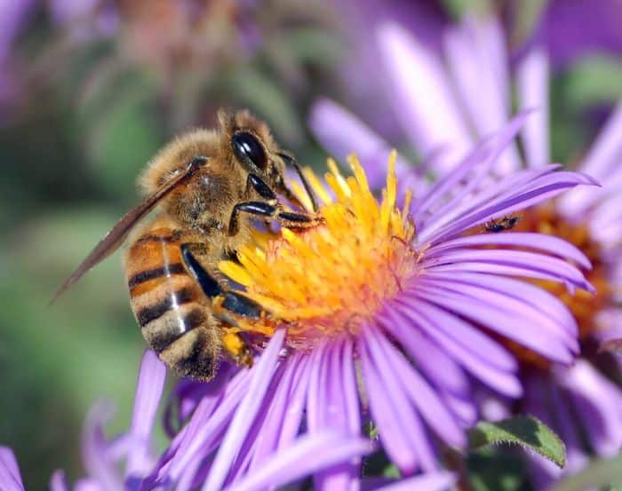 No bees no food. Click here for a list of ways bees help us and how we can help the bees.