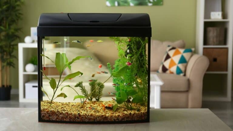 15 Best Aquarium Fish for Beginners - Hello Sensible