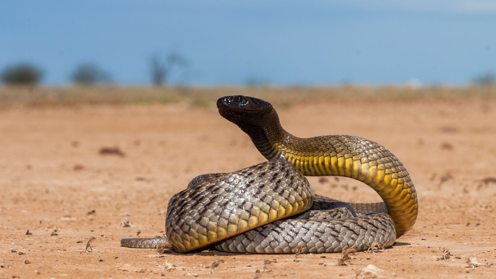 Snake