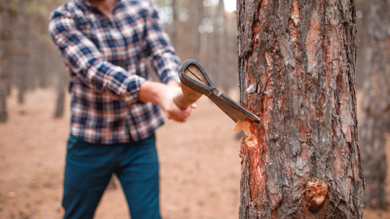 axe in tree
