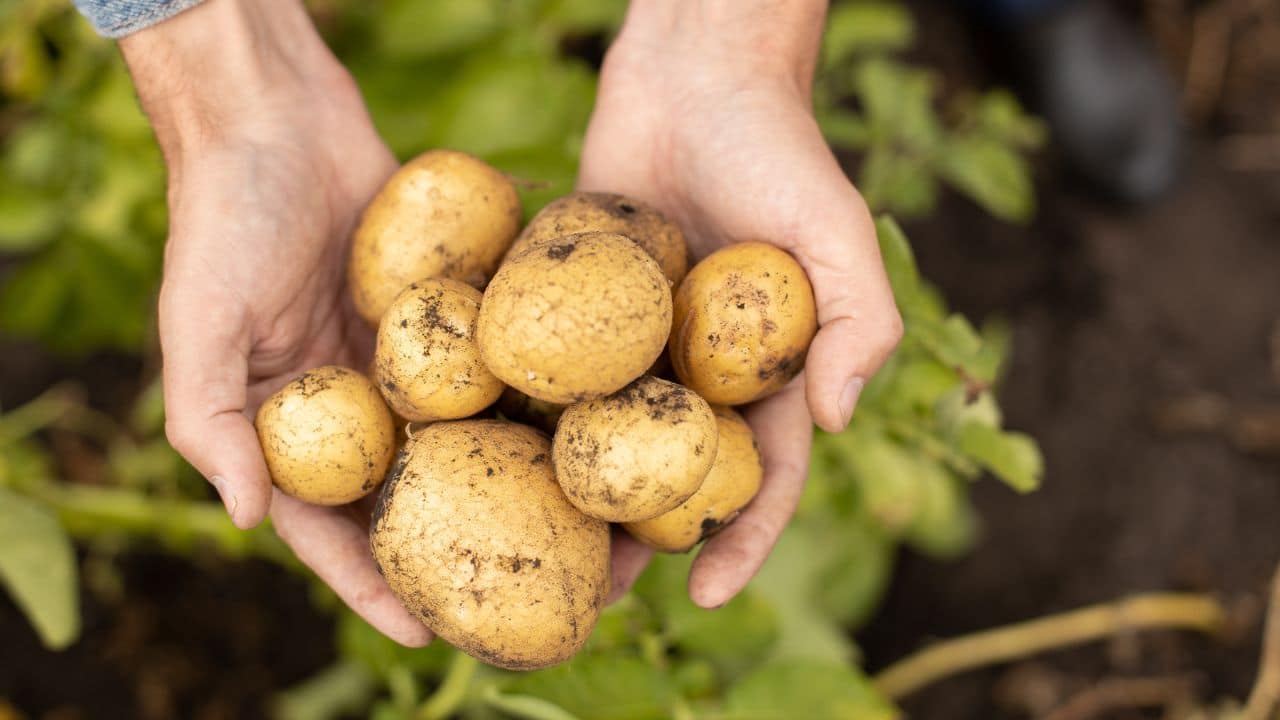 Harvest fresh potatoes in the palms of a man
