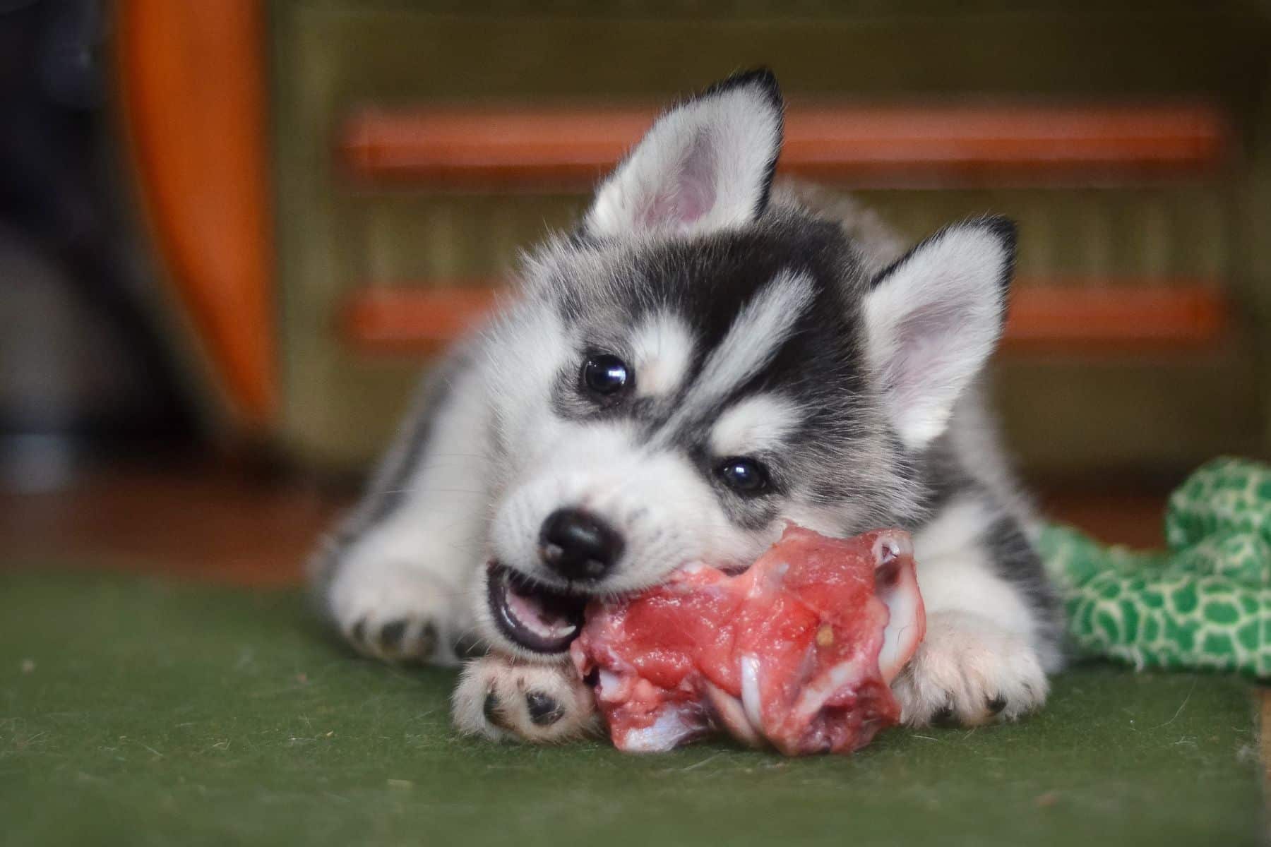 Siberian husky dog puppy eating a meat bone natural feeding BARF